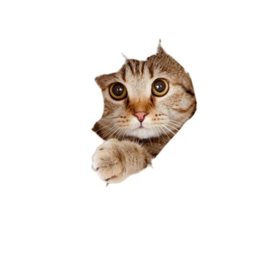 INF Kreativa 3D-bilklistermärken med orange kattunge (2 st) - Söta bildekaler